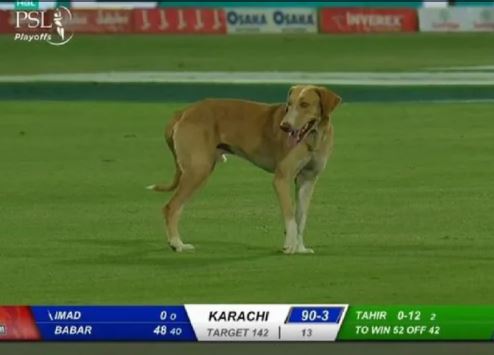 Hilarious Scenes As Dog Stops Play During PSL 2020 Playoffs