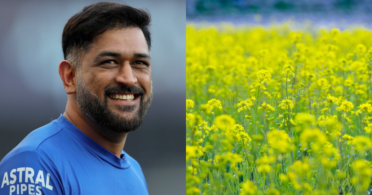MS Dhoni Spotted In A Beautiful Mustard Farm- Check Out The Photos