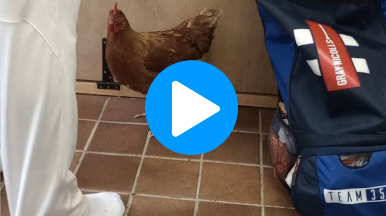 WATCH: Roaming Chicken Enters Dressing Room, Players’ Reaction Goes Viral