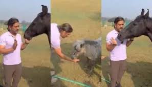 [WATCH] MS Dhoni Spends Time With Pet Horse, Video Goes Viral