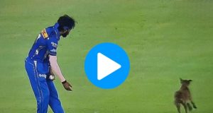 Dog Briefly Disrupts MI vs GT Match; Hardik Pandya Reacts