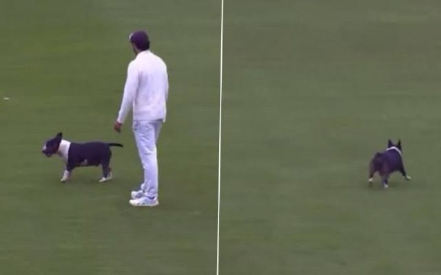 WATCH: ‘Dog Stops Play’ During Durham vs Kent Match