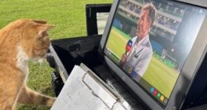 Cat Reviewing Post-Match Analysis of SA vs ENG Clash in Champions Trophy; Check Out the Viral Video
