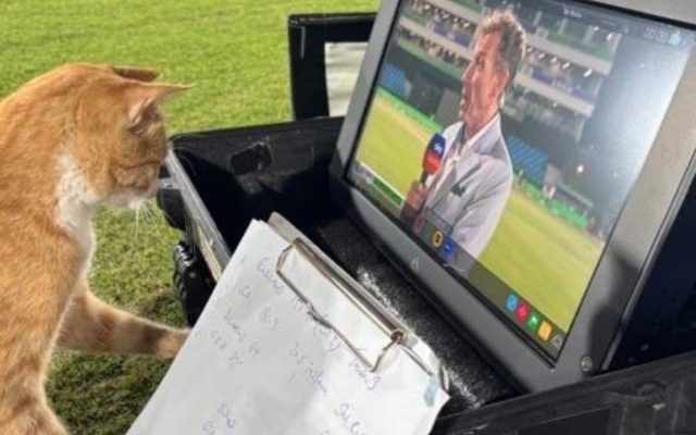 [Watch]: Cat Reviewing Post-Match Analysis of SA vs ENG Clash In Champions Trophy; Check Out The Viral Video