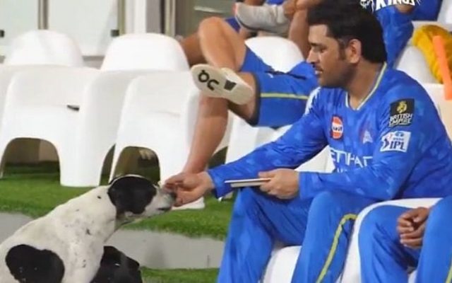 [WATCH]- MS Dhoni Shows Love For Animals, Feeds Dog During IPL 2025 Practice