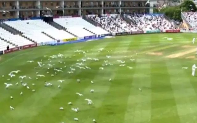 [WATCH]- Seagull Invasion Halts Play In Somerset vs Nottinghamshire Clash