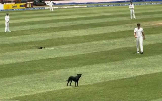 [WATCH]- Play Halted As Dog Invades Field During Day 3 Of WI vs AUS 2nd Test